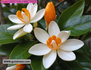 Possible Fragrance Profile of NEROLI PASSION