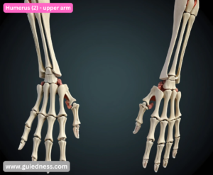 Humerus (2) - upper arm