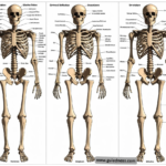 The Human Skeleton