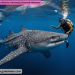 Whale Sharks Indonesia Scarred Humans